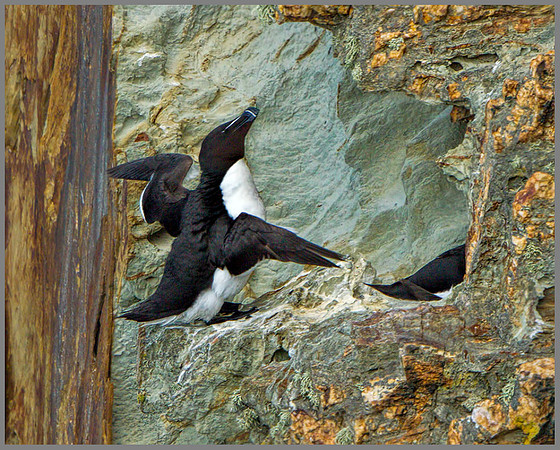 Razorbills (Alca torda), Anglesey, June 2013