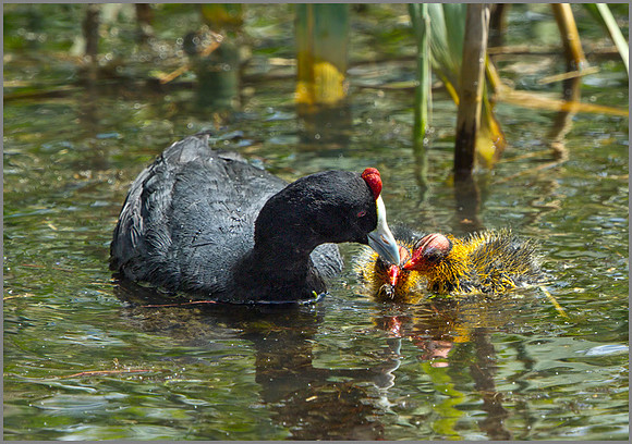 Red-knobbed Coot (Fulica cristata), Mallorca, May  2014 w