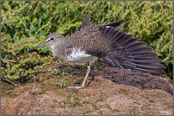 Green Sandpiper (Tringa ochropus), Upton Warren NR, September 2015