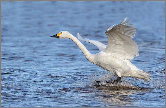 Bewick's Swan (Cygnus columbianus bewickii), Slimbridge WWT January 2016