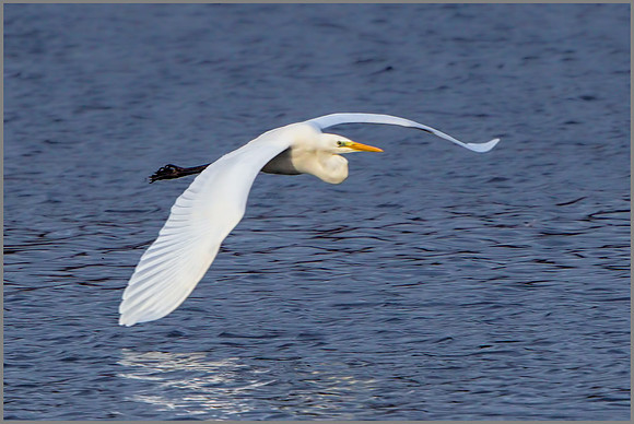 Great White Egret (Ardea alba), Upton Warren NR, December 2015