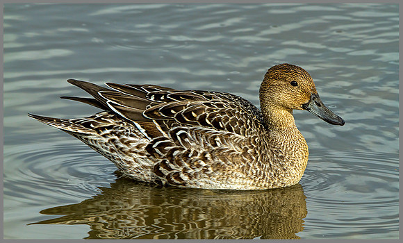 Female Pintail (Anas acuta), Slimbridge WWT, October 2013