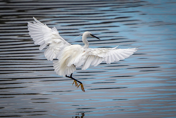 Little Egret (Egretta garzetta), Upton Warren NR, September 2015