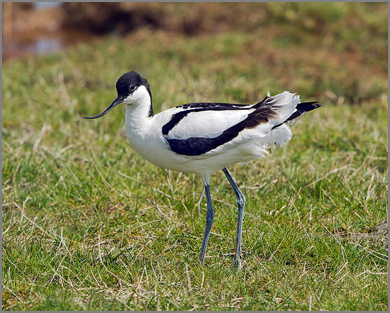 Avocet (Recurvirostra avosetta), Upton Warren NR, April 2014