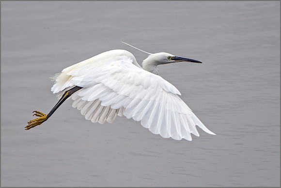 Little Egret (Egretta garzetta), Upton Warren NR, September 2015
