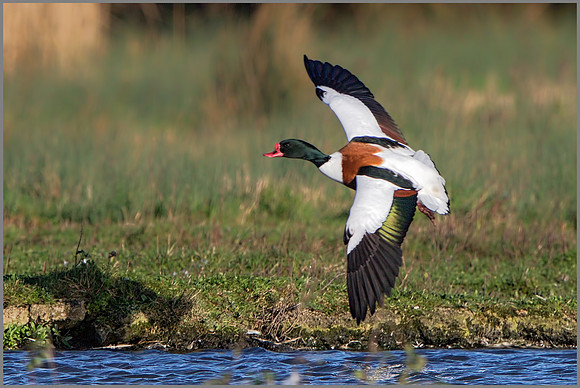 Drake Shelduck (tadorna tadorna), Slimbridge WWT January 2016