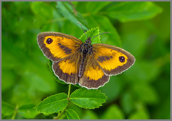 Gatekeeper (Pyronia tithonus), Chaddesley Wood, July 2013