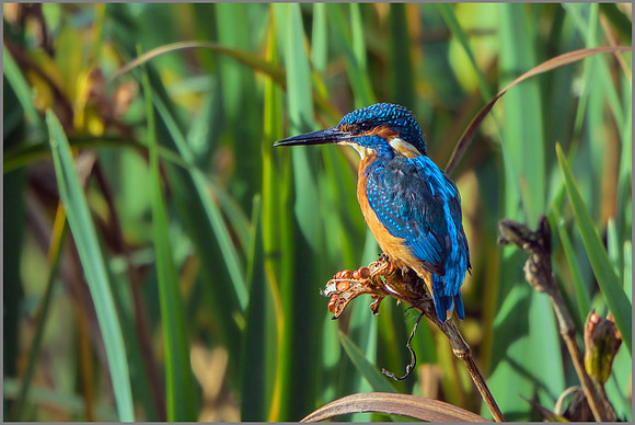 Common Kingfisher (Alcedo atthis), Upton Warren NR, September 2015