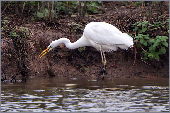 Great White Egret (Ardea alba), Upton Warren NR, December 2015