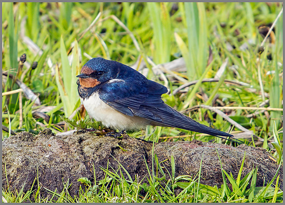 Barn Swallow, Upton Warren NR, 30 April 2012