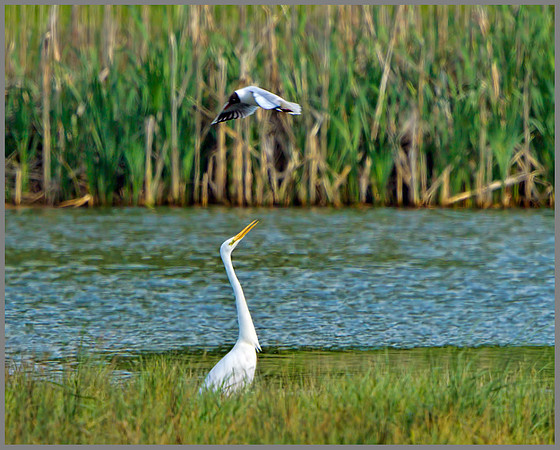 Great White Egret (Ardea alba), Upton Warren Flashes, 01 June 2013