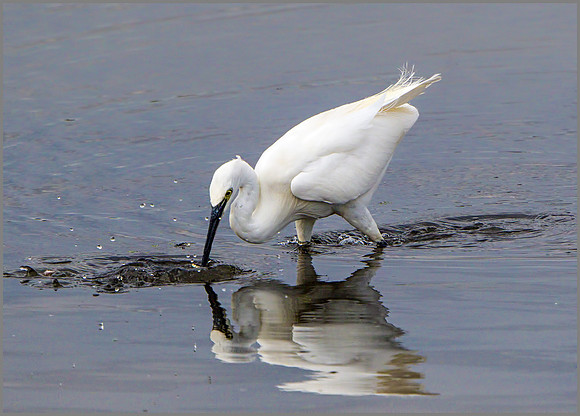 Little Egret (Egretta garzetta), Upton Warren NR, September 2015