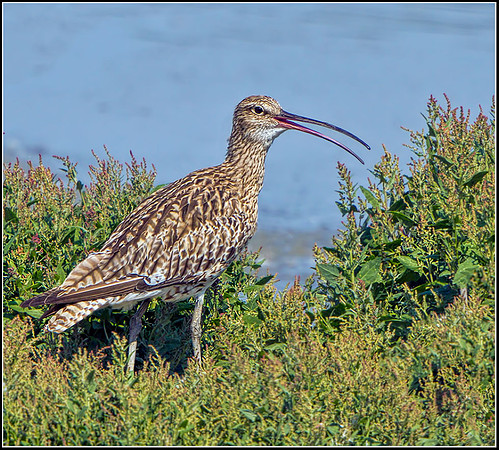 Curlew (Numenius arquata), Upton Warren Flashes, 01 August 2013