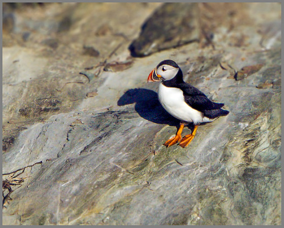 Puffin (Fratercula arctica), Anglesey, June 2013
