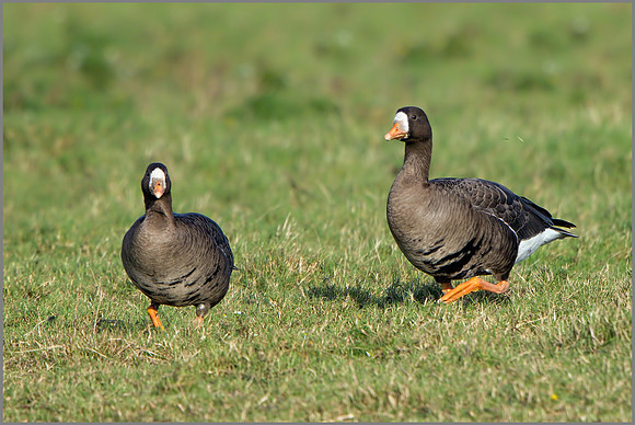 Greenland White-fronted Geese (Anser albifrons flavirostris), Slimbridge WWT, December 2015