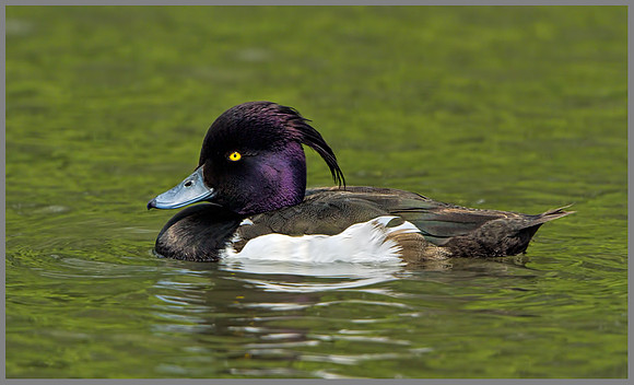Drake Tufted Duck (Aythya fuligula), Slimbridge, June 2013