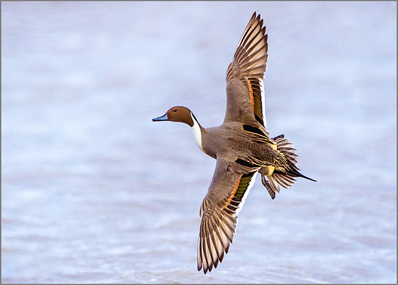 Drake Pintail (Anas acuta), Slimbridge WWT January 2016