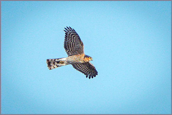 Eurasian Male Sparrowhawk (Accipiter nisus), Upton Warren NR, September 2015