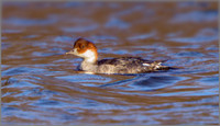 'Redhead' Smew (Mergellus albellus), Upton Warren NR, December 2015