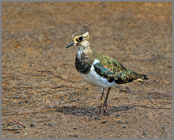 Juvenile Lapwing (Vanellus vanellus), Upton Warren, August 2013