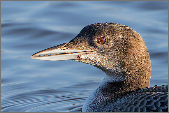 Juvenile Great Northern Diver (Gavia immer) Bittell, December 2015