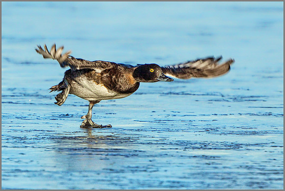 Female Tufted Duck (Aythya fuligula), Slimbridge WWT, January 2016