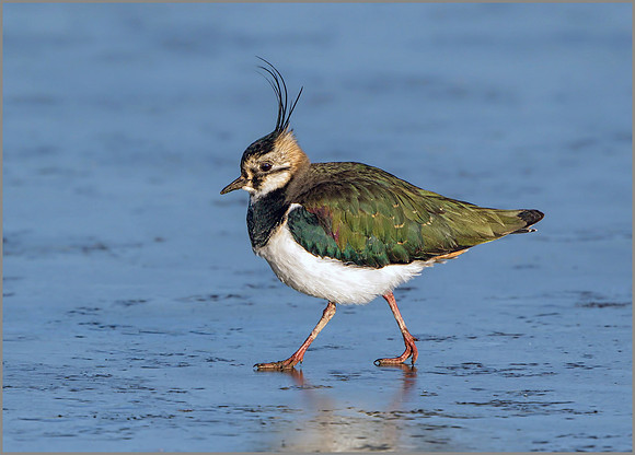 Lapwing (Vanellus vanellus), Slimbridge WWT, January 2016