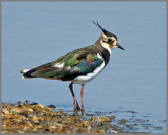 Lapwing (Vanellus vanellus), Upton Warren Flashes, 01 August 2013