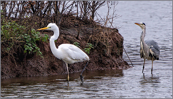 Great White Egret (Ardea alba), Upton Warren NR, December 2015