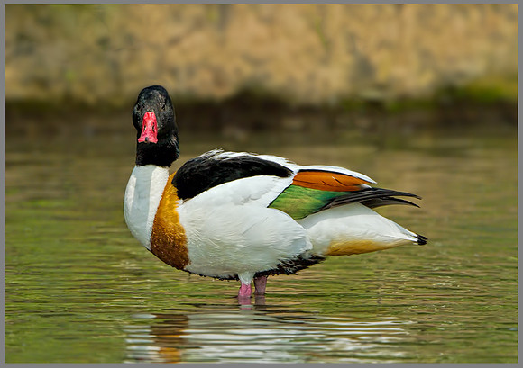 Shelduck (Tadorna tadorna), Slimbridge, June 2013