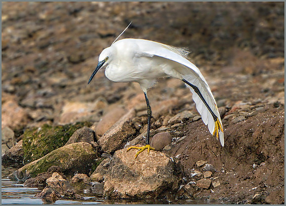 Little Egret (Egretta garzetta), Upton Warren NR, September 2015