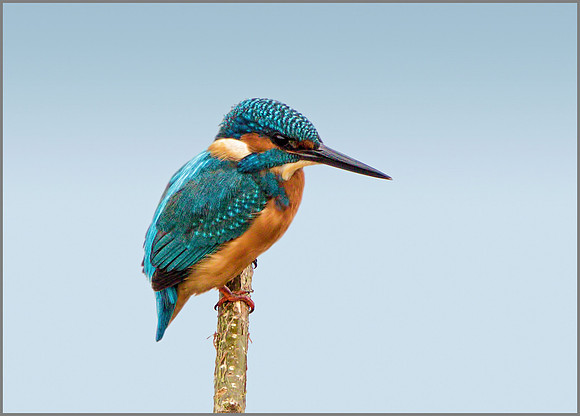 Male Common Kingfisher (Alcedo atthis), Upton Warren NR, October 2015