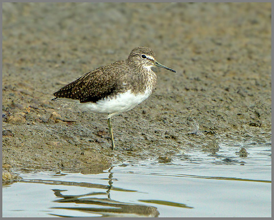 Green Sandpiper (Tringa ochropus), Upton Warren, August 2013