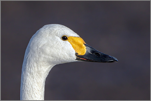 Bewick's Swan (Cygnus columbianus bewickii), Slimbridge WWT January 2016