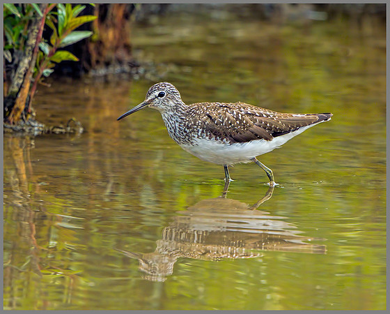 Green Sandpiper (Tringa ochropus), Slimbridge, June 2013
