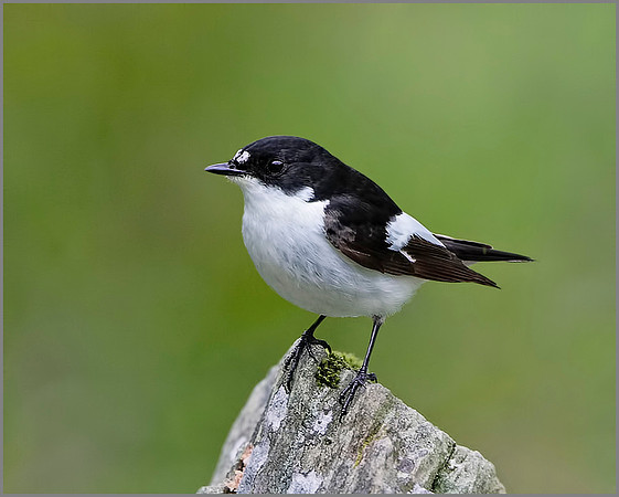 Pied Flycatcher (Ficedula hypoleuca), Wales, 22 May 2013