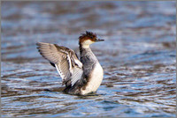 'Redhead' Smew (Mergellus albellus), Upton Warren NR, December 2015