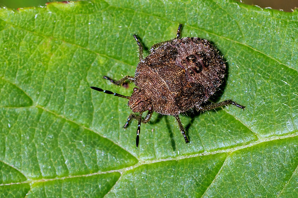 Hairy / Sloe Shieldbug - Dolycoris baccarum, Monkwood, August 2022