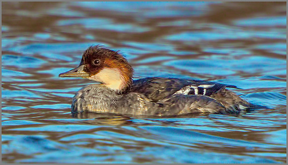 'Redhead' Smew (Mergellus albellus), Upton Warren NR, December 2015