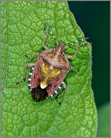 Sloe Bug (Dolycoris baccarum), Chaddesley Wood, August 2013
