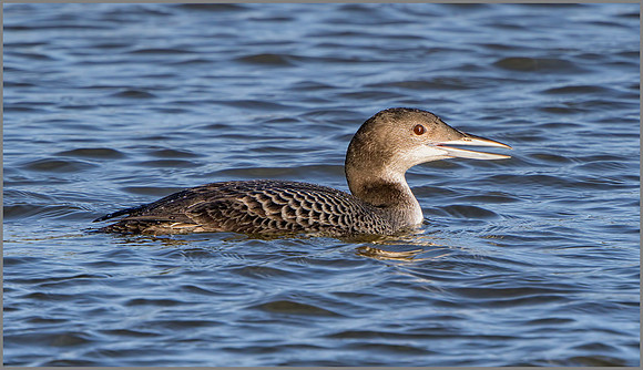 Juvenile Great Northern Diver (Gavia immer) Bittell, December 2015