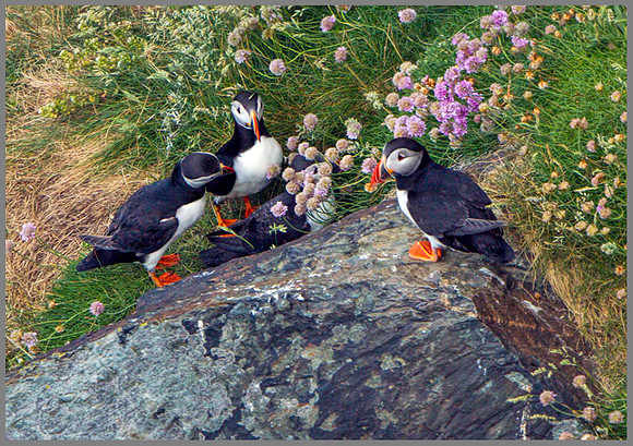Puffins (Fratercula arctica), Anglesey, June 2013