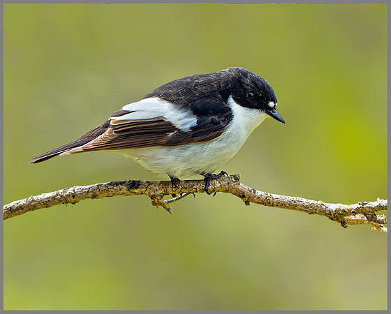 Pied Flycatcher (Ficedula hypoleuca), Wales, 22 May 2013