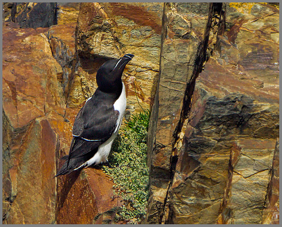 Razorbill (Alca torda), Anglesey, June 2013