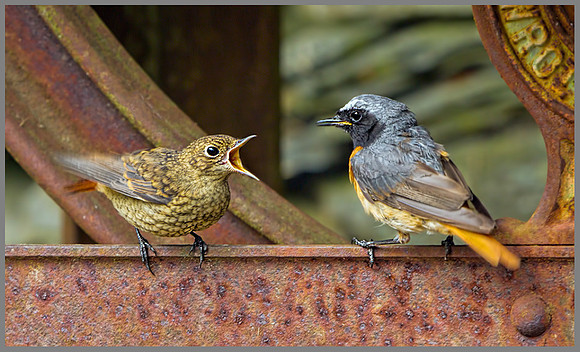 Male & Juvenile Redstart (Phoenicurus phoenicurus), Wales, July 2013