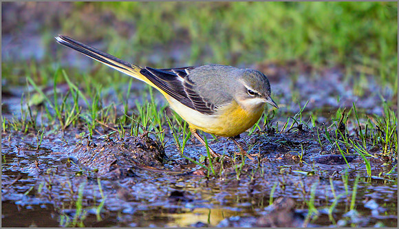 Grey Wagtail (Motacilla cinerea), December 2015