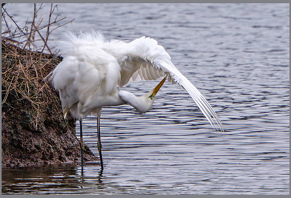 Great White Egret (Ardea alba), Upton Warren NR, December 2015