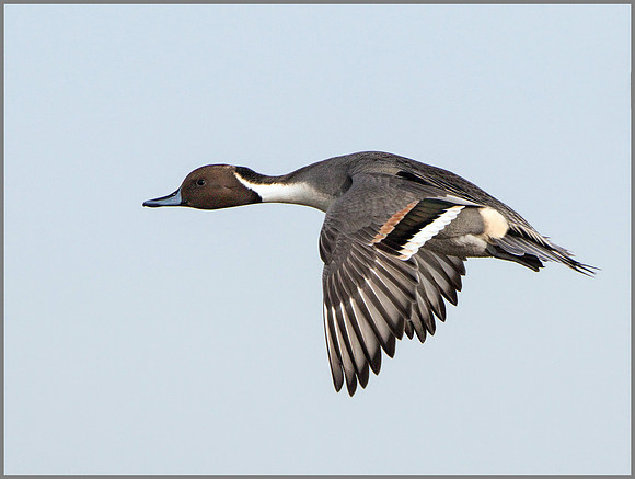 Drake Pintail (Anas acuta), Slimbridge WWT, November 2014