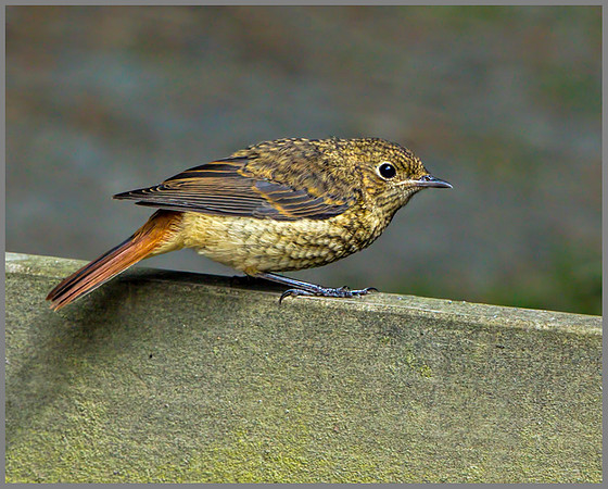Juvenile Redstart (Phoenicurus phoenicurus), Wales, July 2013