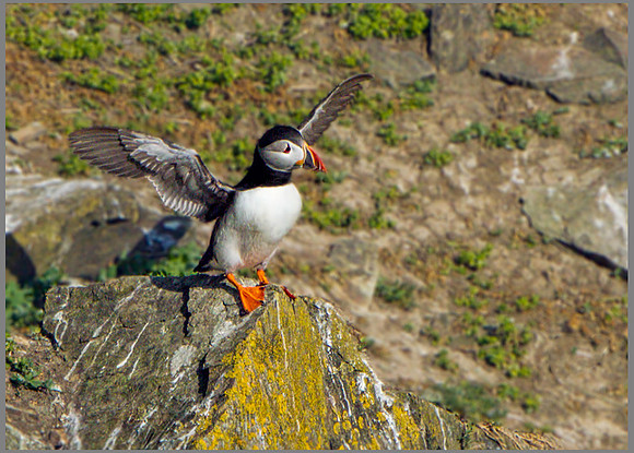Puffin (Fratercula arctica), Anglesey, June 2013
